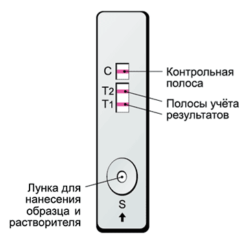 iScreen-HIV - экспресс-тест на ВИЧ 1 и 2 - схема тест-кассеты